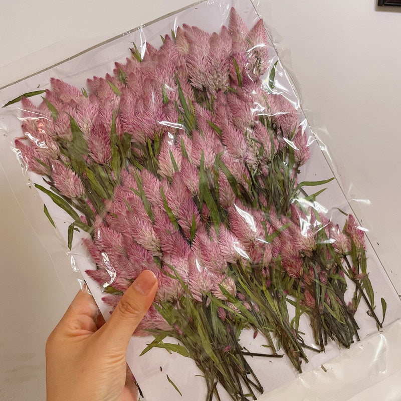 60pcs Pressed Dried Celosia Cristata L